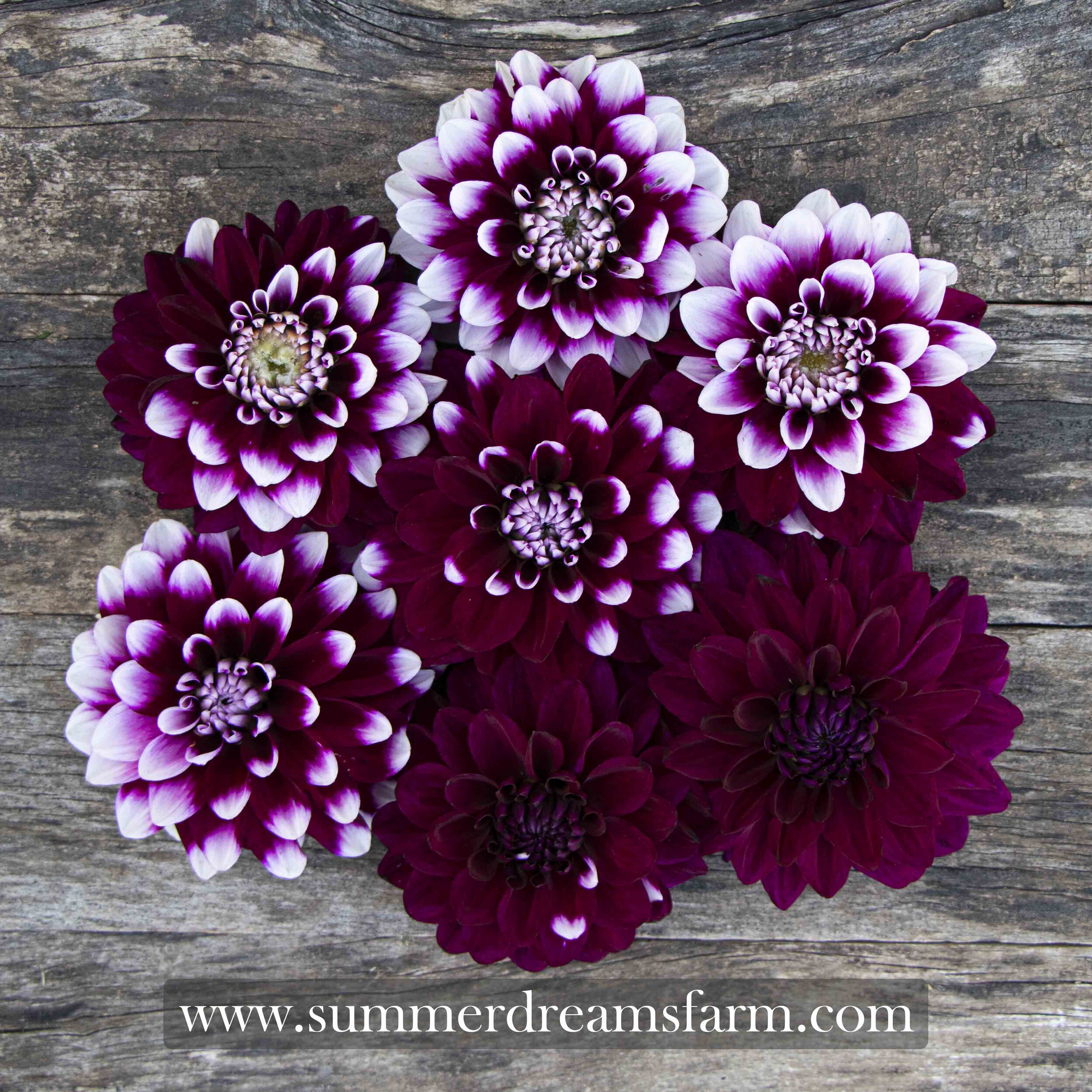 Dahlia - Ryan C — Dahlia | SummerDreamsFarm